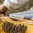 У пасечников Баксанского района разгар сбора меда - Баксанский район